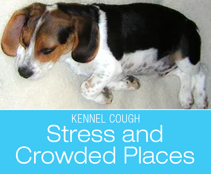 How Dogs Get Kennel Cough: Stress And Crowded Places Might Mean Kennel Cough
