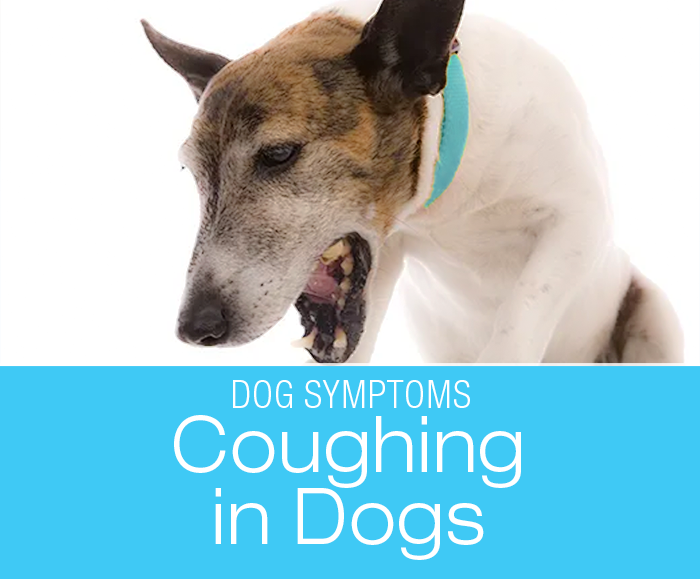 Coughing in Dogs: Why Is My Dog Coughing?