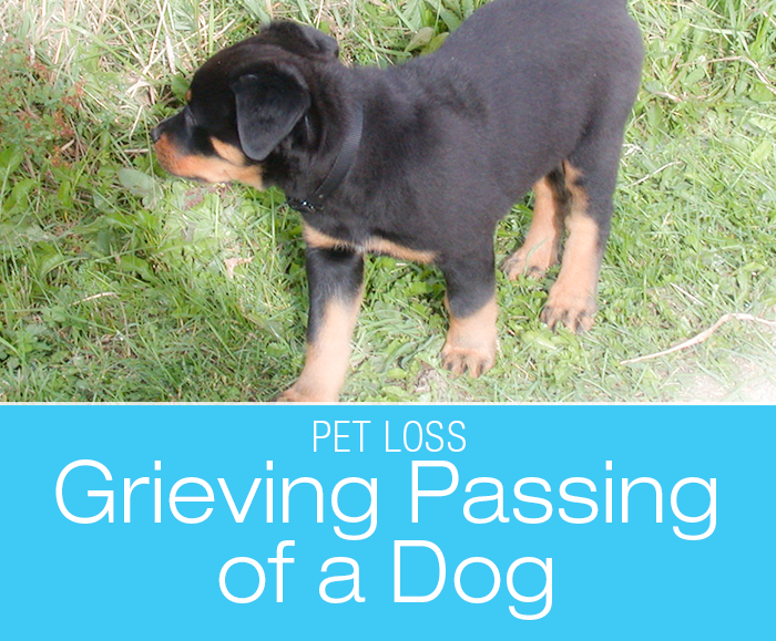 Grieving the Passing of a Dog: The Bond That Cannot Be Severed