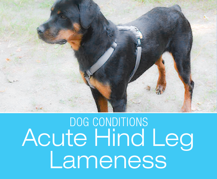 Acute Hind Leg Lameness in a Dog: Do you think it is easy to figure out what is causing your dog's lameness?