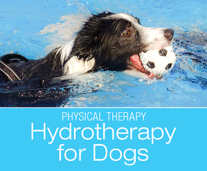 Hydrotherapy for Dogs: The Weight Of Water And How It Helps Dogs