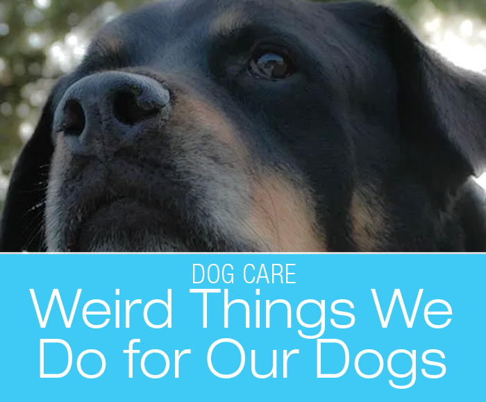 Weird Things We Do for Dogs: The Wackiest Thing I Ever Did For My Dog