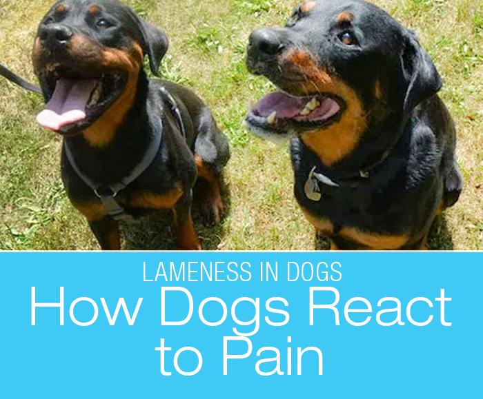 How Dogs React to Pain: JD's Turn To Become Lame And The Difference In Personalities