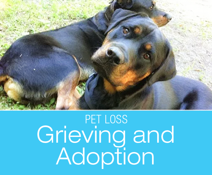 Losing a Heart Dog: Adopting A New Dog While Grieving For The Dog Of My Life