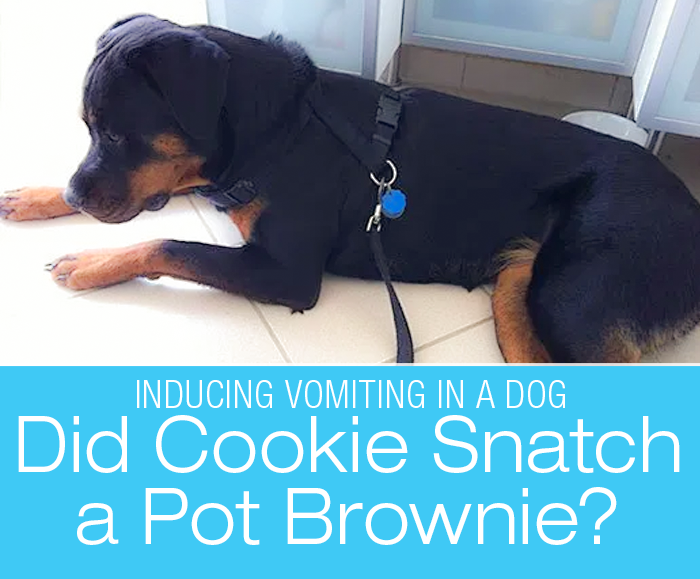 Inducing Vomiting in a Dog: Too Young For Pot—Cookie's Snack With A Side Of Hydrogen Peroxide