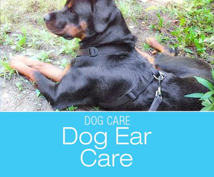 Dog Ear Care: Staying On Top Of The Ears