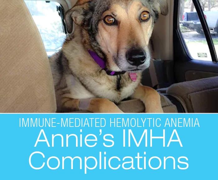 IMHA Complications in a Dog: Whitney's Lost Battle