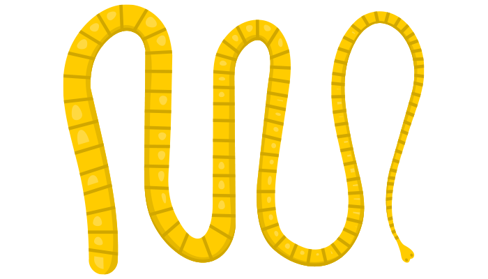 A Primer On Intestinal Worms: Tapeworm