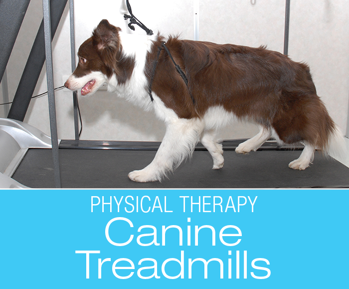 Treadmills for Dog PT: A Comparison of Canine Treadmills