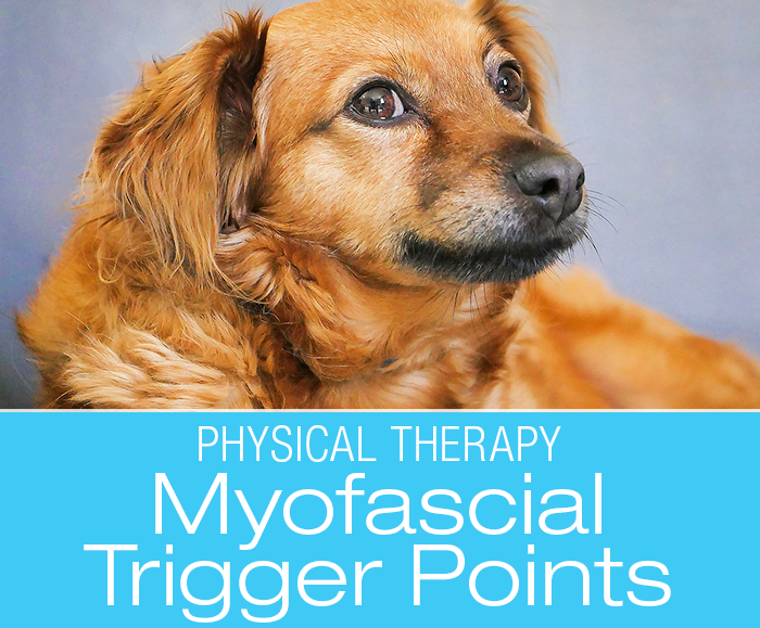 Canine Myofascial Trigger Points: Unraveling The Mystery Of Fascia and Treatment of Myofascial Trigger Points