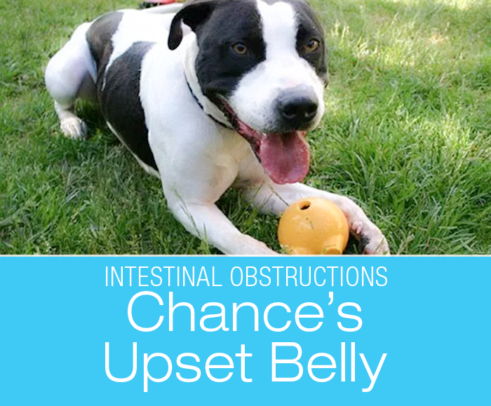Intestinal Obstructions in Dogs: Chance's Upset Belly—The Case Of The Well-Hidden Obstruction