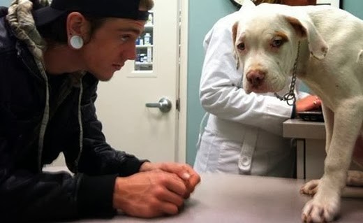 Parvovirus in Dogs: Tidus' Recovery From Parvo