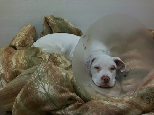 Parvovirus in Dogs: Tidus' Recovery From Parvo