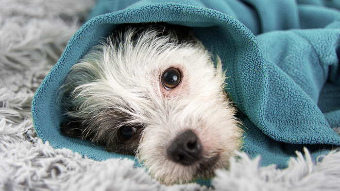 Canine Cryo- and Heat Therapy: Should I Use Ice or Heat, Doc?