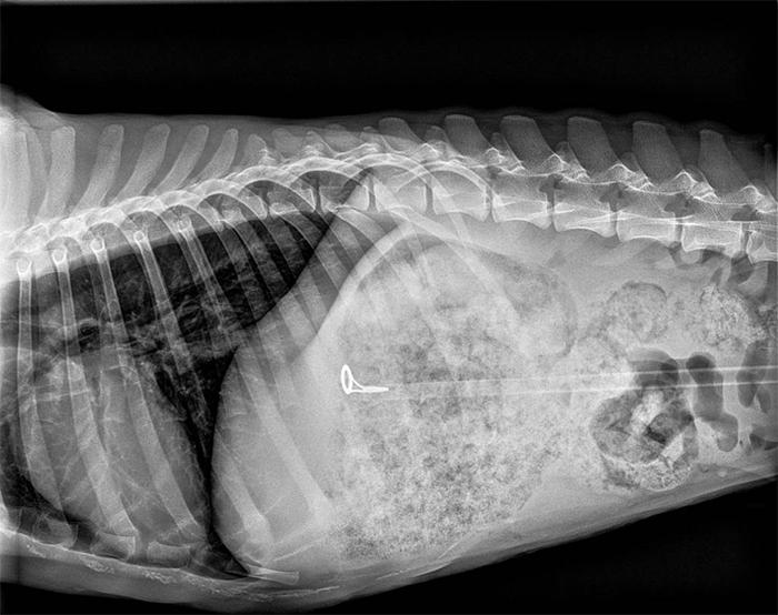 My Dog Vomited ... Why Examine Your Dog's Vomit? Fish-hook