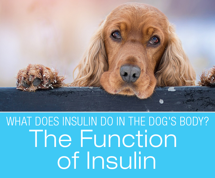 The Function of Insulin: What Does the Hormone Do In The Dog's Body?