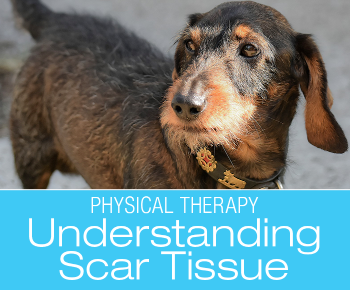 Understanding Scar Tissue: Is it Too Much of a Good Thing?