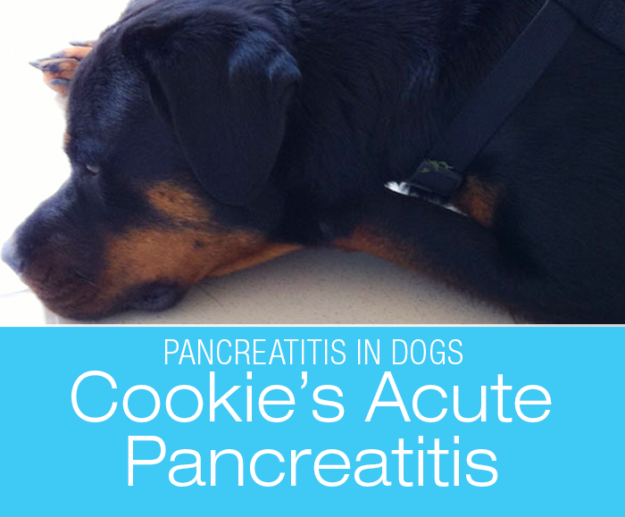Acute Pancreatitis in a Dog: The Project That Is Cookie—Pancreatitis Up Close And Personal