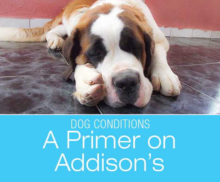 A Primer On Addison's Disease: What is Addison's Disease in Dogs?