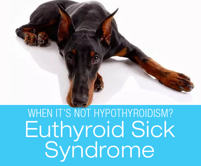 Euthyroid Sick Syndrome in Dogs: When Is Hypothyroidism not Hypothyroidism?