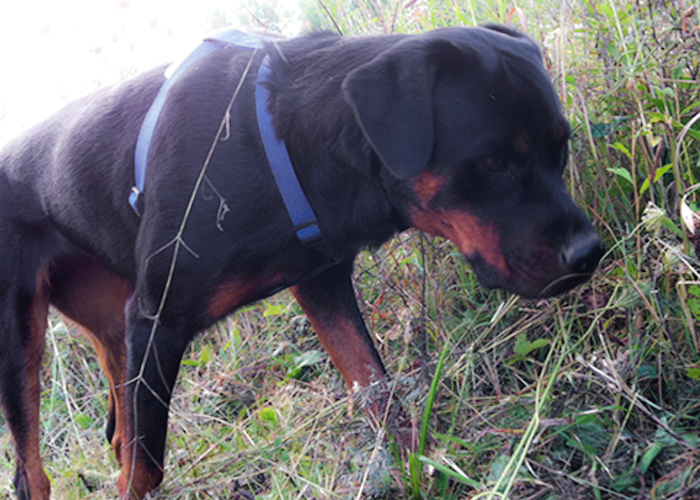 Urinary Incontinence in a Dog: Cookie's Mysterious Leaks
