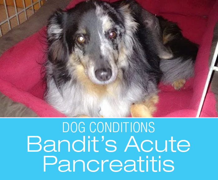 Severe Acute Pancreatitis in a Dog: Bandit's Last Treat