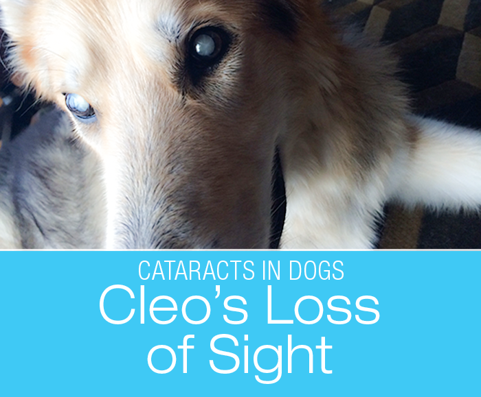 Sight Loss in a Dog: My Dog Can't See, But She Isn't Blind ... To Our Love—Cleo's Story