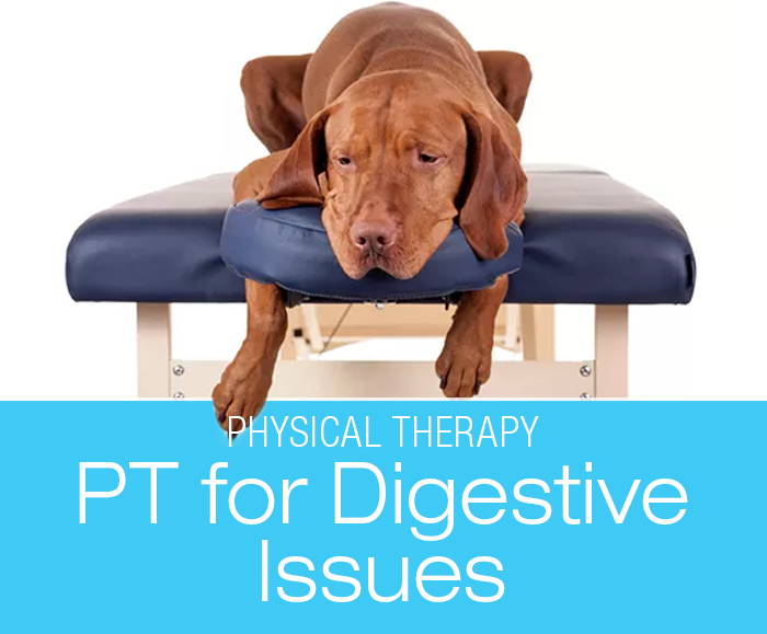 PT for Dog Gastrointestinal Disorders: Can Physical Therapy Help with my Dog’s Digestive Issues?