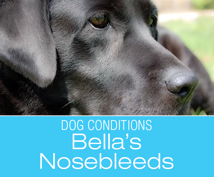 Do Dogs Get Nosebleeds: Bella's Nasal Cancer