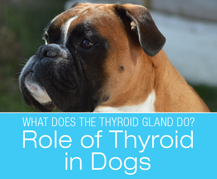The Role of Thyroid in Dogs: What Does The Thyroid Gland Do?