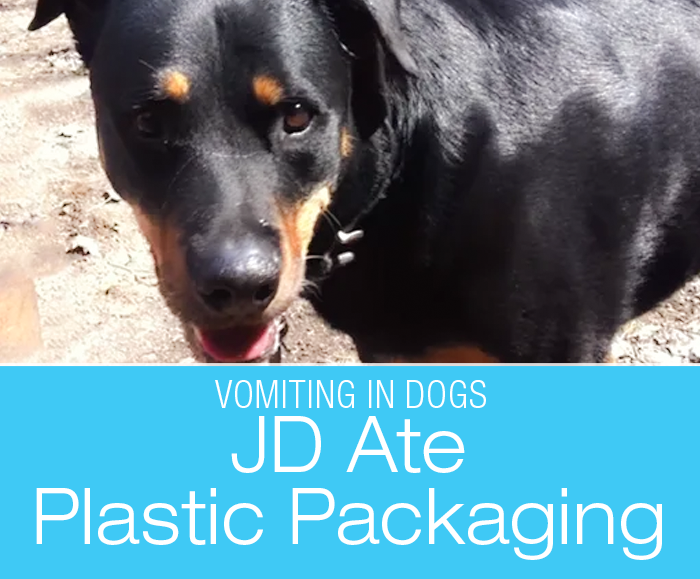 Plastic Ingestion in a Dog: Grocery Bag Is Not An Open Buffet—What Was In JD's Vomit