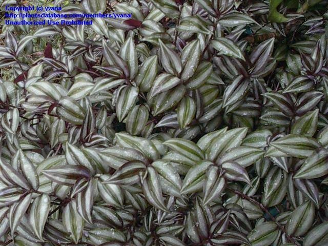 Dog Skin Reactions: Wandering Jew