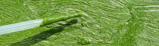 Antidote For Cyanobacteria Toxin in Dogs? Antidote For Cyanobacteria Toxin in Dogs?