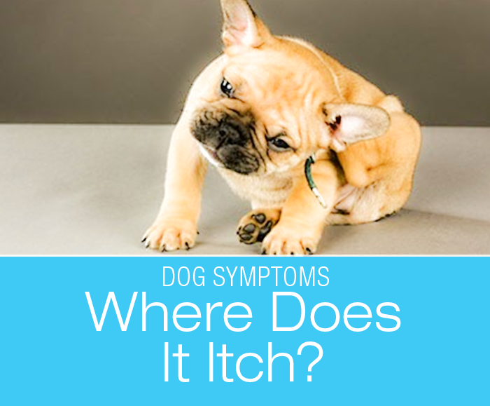Where Does It Itch: 3 Common Dog Allergies And How You Might Be Able To Tell Them Apart