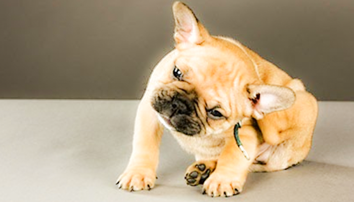 Where Does It Itch: 3 Common Dog Allergies And How You Might Be Able To Tell Them Apart