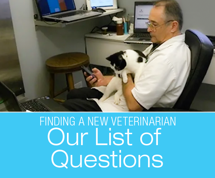 Looking For A New Veterinarian: Our List Of Questions