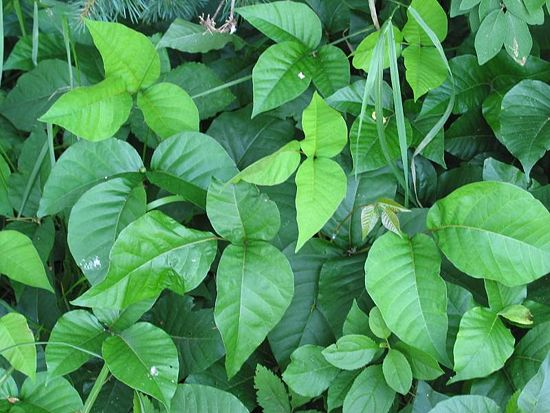 Dog Skin Reactions: Poison ivy