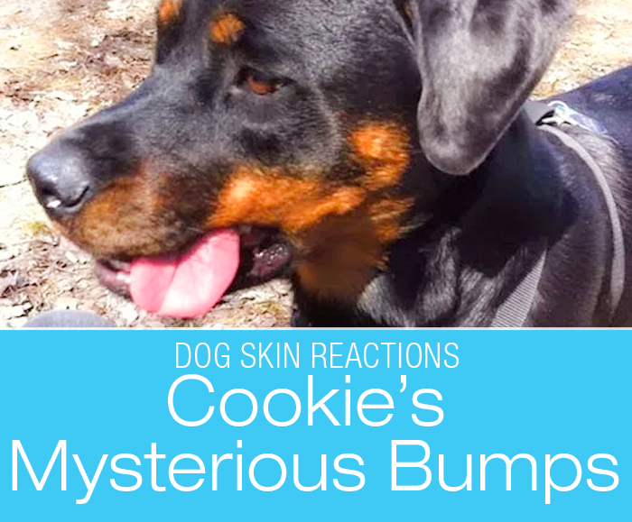 Dog Skin Reactions: Cookie's Mysterious Bumps