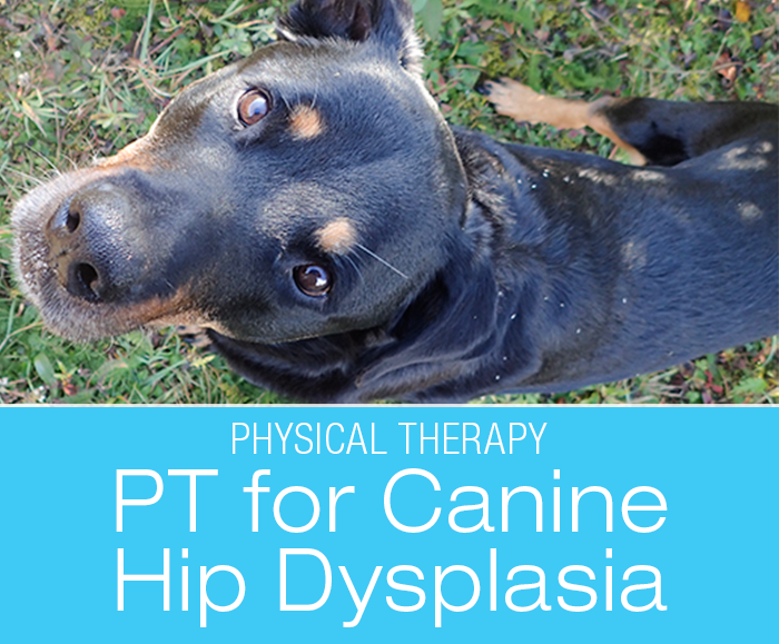 Physical Therapy for Hip Dysplasia: Tips and Techniques