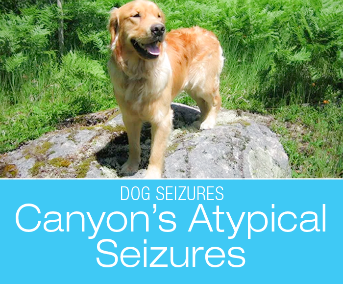 Atypical Seizures in a Dog: Canyon's Story