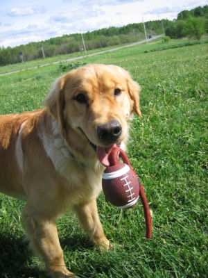 Atypical Seizures in a Dog: Canyon's Story