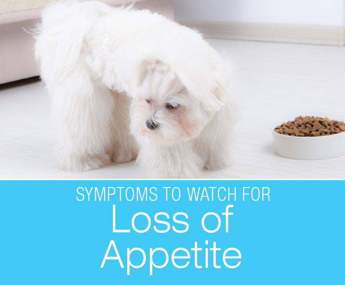 Loss of Appetite in Dogs: Why Did My Dog Stop Eating? Decreased appetite might reflect a life-threatening illness.