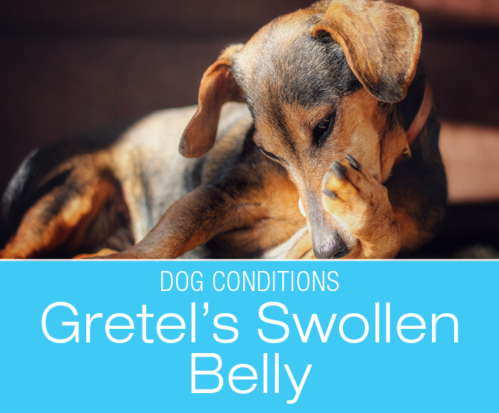 Distended Abdomen in a Dog: Gretel's Brush With Scary Bloat