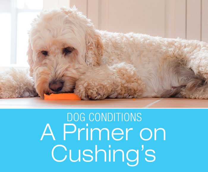 A Primer On Cushing's Disease: Poodles are one of the susceptible breeds.