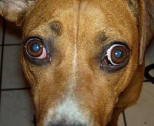 Extraocular Myositis In Dogs: The Whites Of My Dog’s Eyes Are Swollen