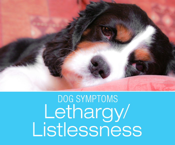 Why is My Dog Lethargic: Listless, Overly Tired, Barely Responsive Dog