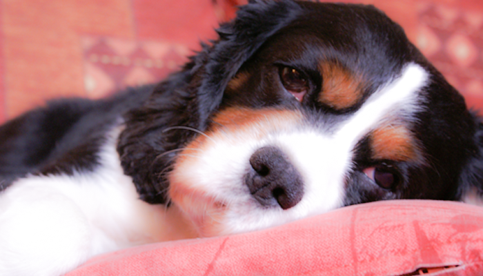 Why is My Dog Lethargic: Listless, Weak, Barely Responsive Dog