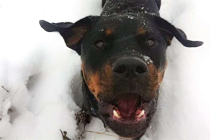 Elevated ALT in Dogs: Regular Wellness Exam—Cookie's ALT Was Elevated