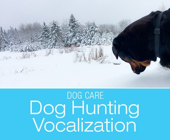 Dog Hunting Vocalization: Cookie Is Okay⁠—We Might Be, Eventually. (Don't Try This At Home)