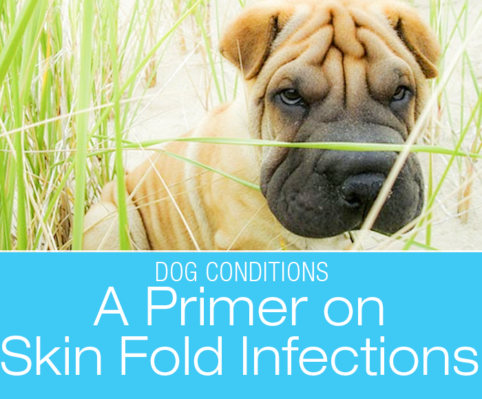 A Primer On Skin Fold Infections: Shar Peis are one of the breeds susceptible to skin fold infections